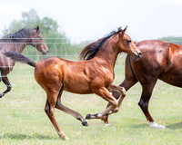 June 29 2023 Shari Groot's Morgans:  Riley (Purebred Morgan Stallion), 2 Mares & Foals
