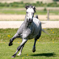 27th May 2023 Stacey Schaber's Hangingshaw's Auggie - 3 Yr. old Stallion