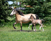 June 26 2022 Stacey Schaber's Mare Rosey & Filly Dewey