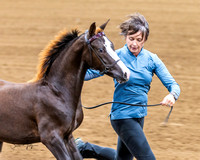 Aug 30 - 31 Shari Groot Morgan Horse Show Ponoka, AB